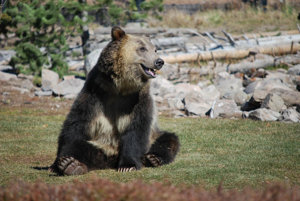 Grizzly and Wolf Discovery Center