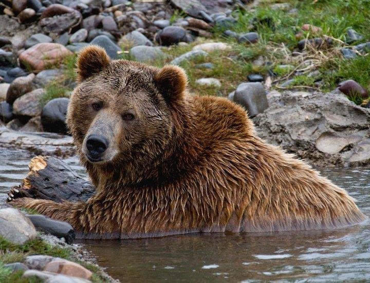 Montana Grizzly Encounter