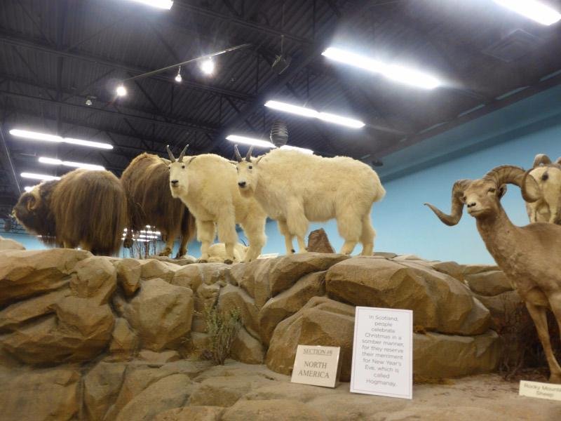 Rosenbruch World Wildlife Museum