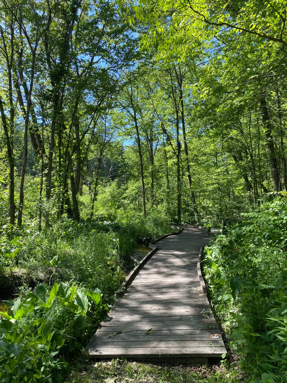 Oak Openings Preserve: Toledo's Natural Paradise