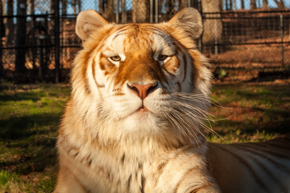 Tiger Creek Animal Sanctuary